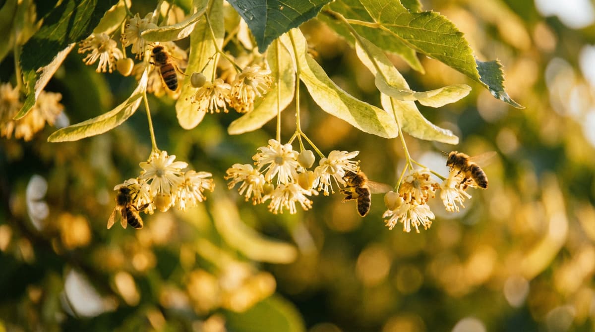 Цветущая липа